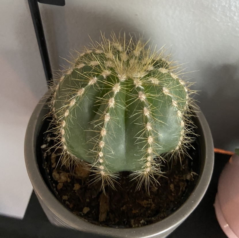 Balloon Cactus in a pot with visible soil, well-framed and in focus.