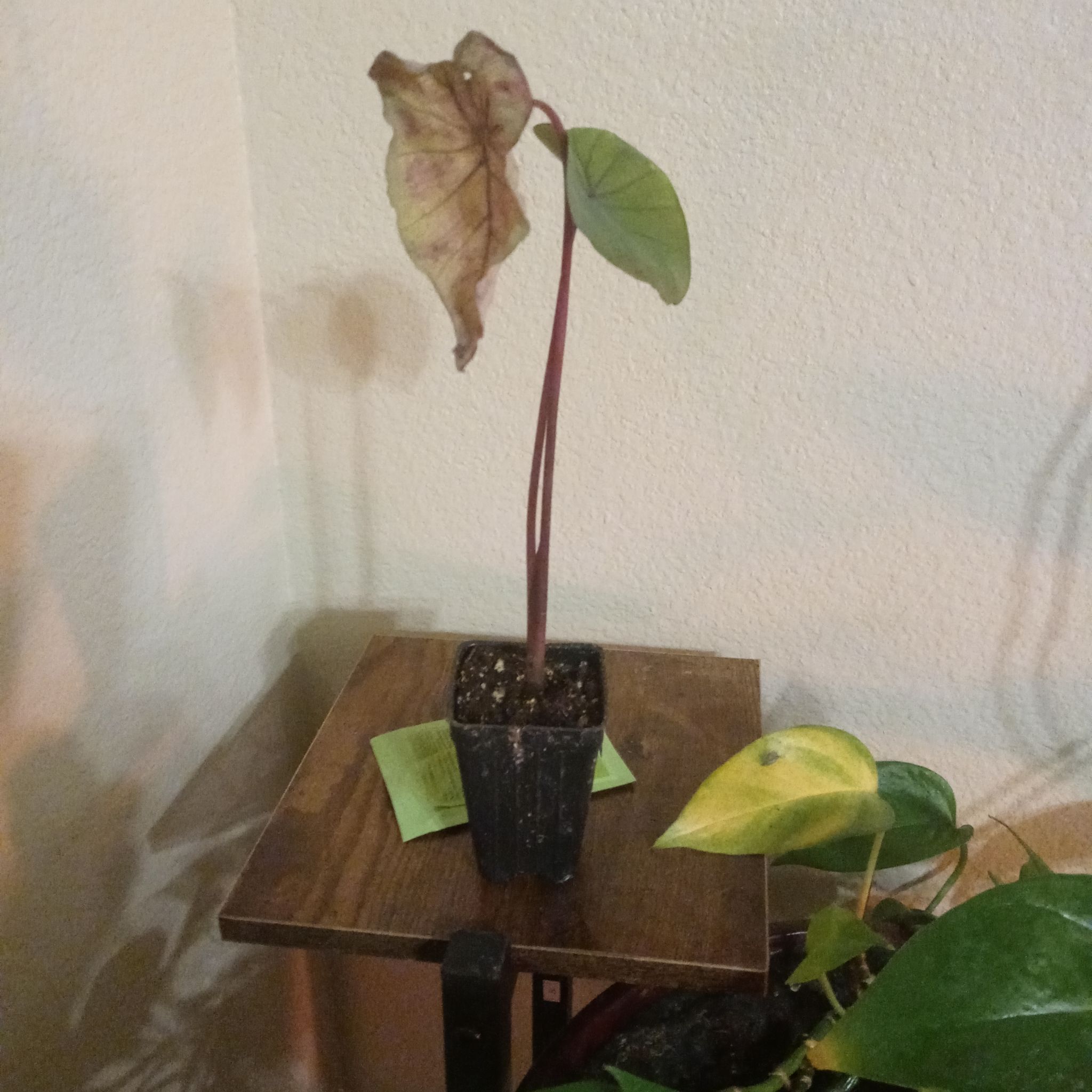 Photo of the plant species Elephant Ear by @BigwigMaypop named EEearp on Greg, the plant care app
