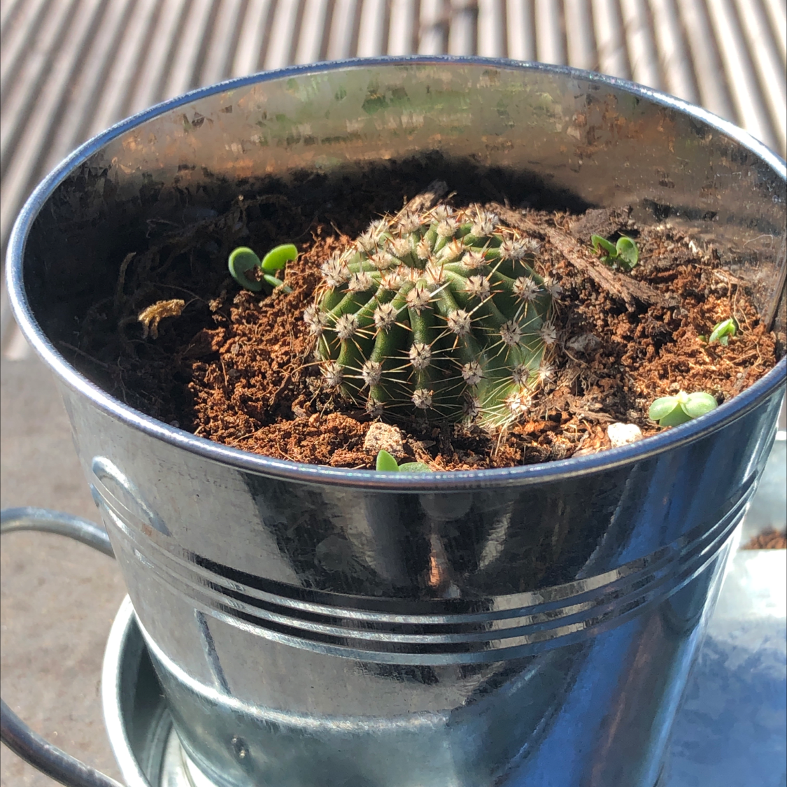 Comb Hedgehog Cactus in a metal pot with visible soil and new growths.