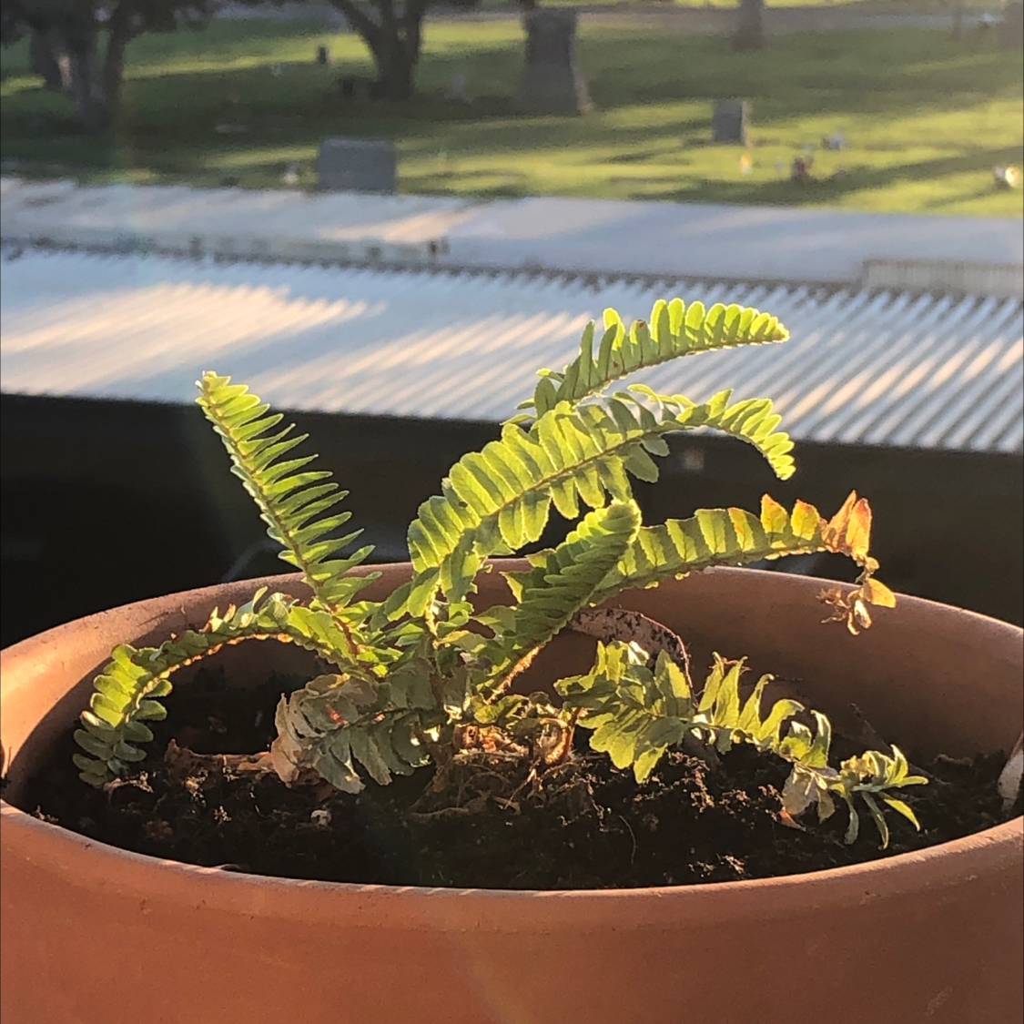 Healthy, lush Boston Fern in a terracotta pot outdoors, with bright green fronds cascading over the edges of the pot.