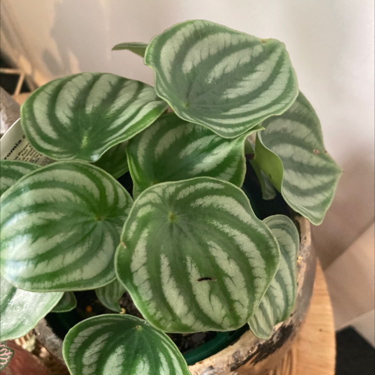 A healthy potted Chinese Taro plant with vibrant green striped leaves, thriving in a terracotta pot.