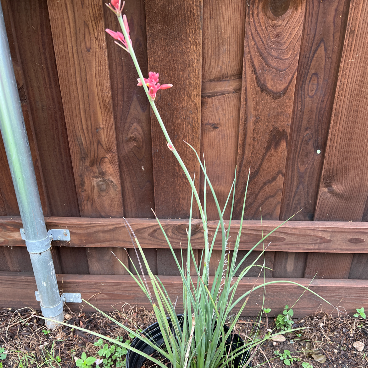 Engelmann's false yucca with red flowers in a pot against a wooden fence.