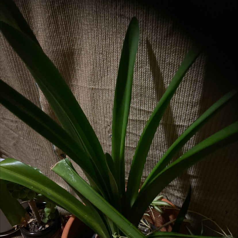 Bush Lily plant with long green leaves in a pot, against a textured background.