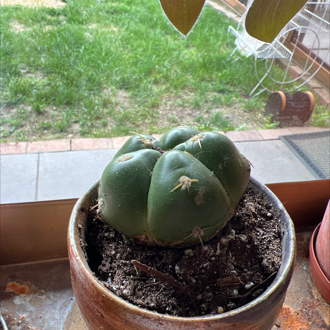 Peyote plant in a pot with visible soil, well-framed and in focus.