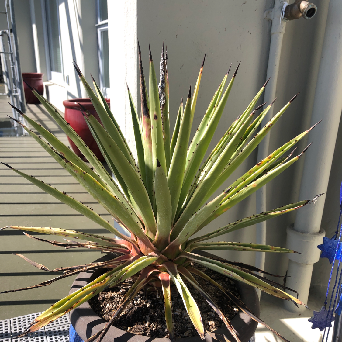 Photo of the plant species Pale Yucca by @GallantViolet named Shakira on Greg, the plant care app