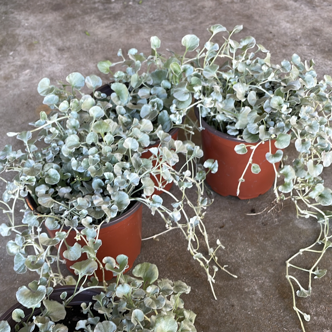 Multiple pots of healthy Silver Ponysfoot plants with no visible soil.