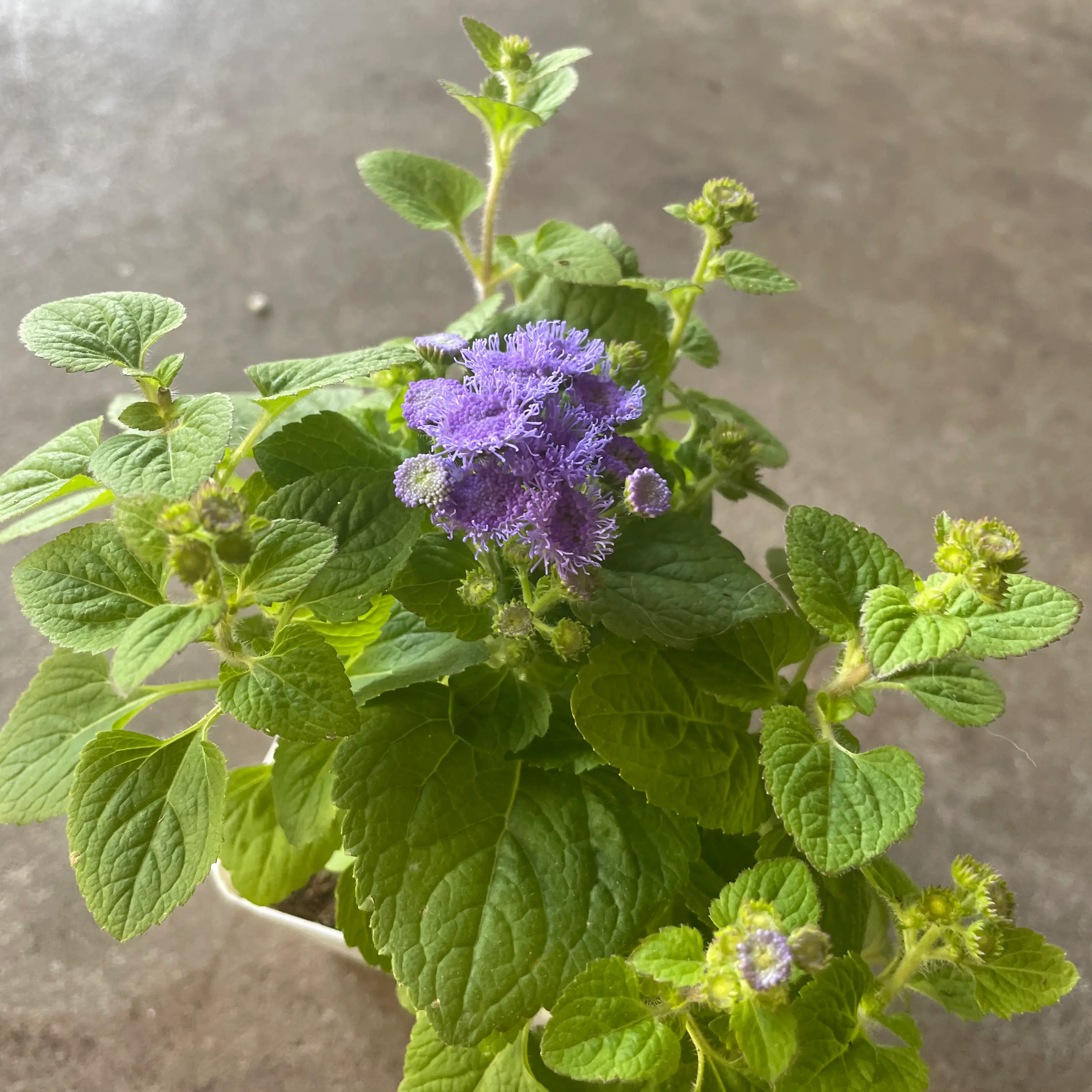 Blue Billygoat Weed plant with green leaves and purple flowers.