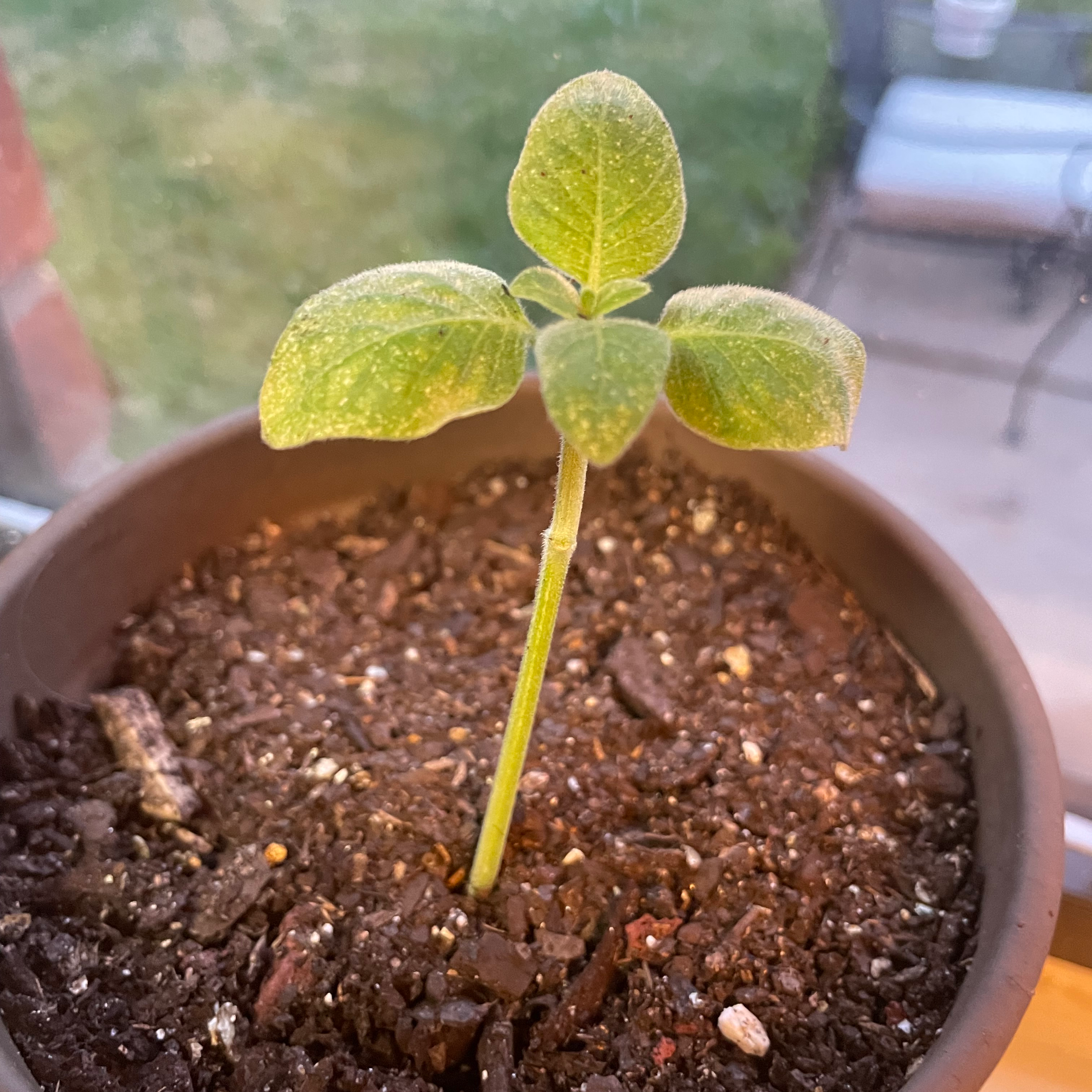 Why Are My Greek Oregano Leaves Curling?