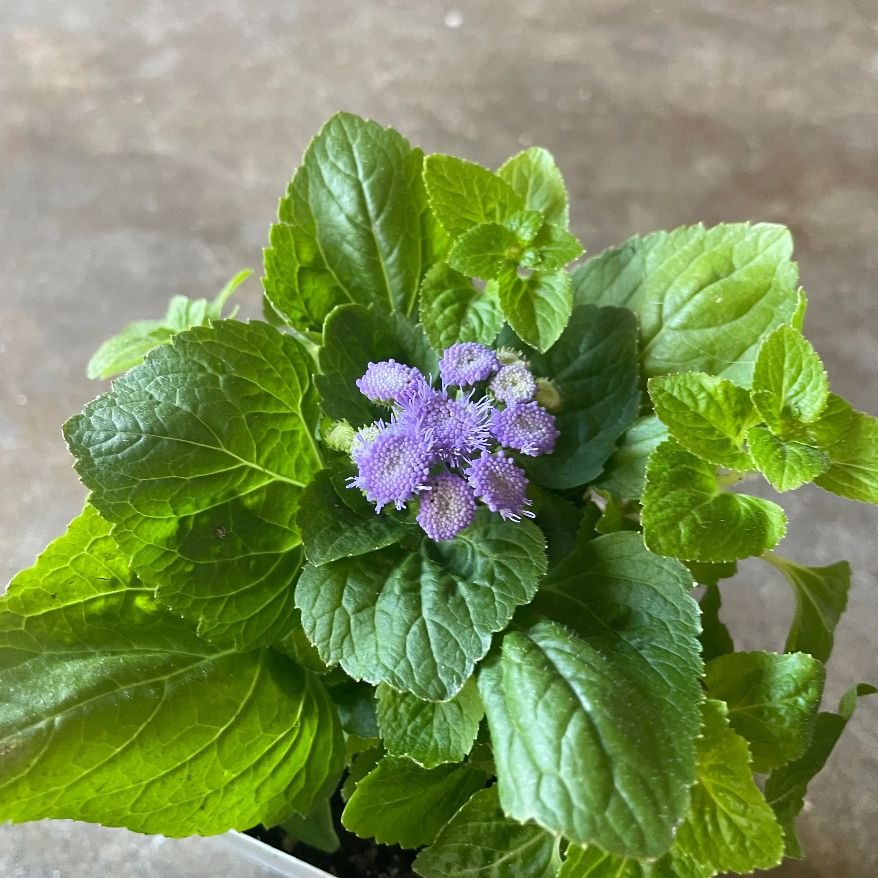 Blue Billygoat Weed plant with green leaves and small purple flowers.