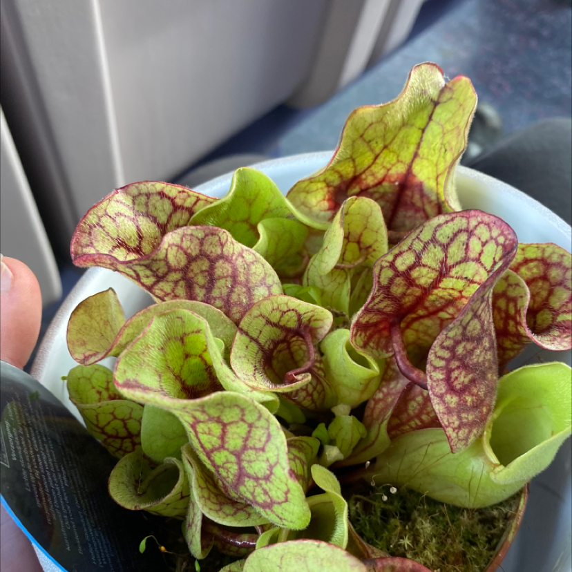 Purple Pitcher Plant with purple veining on green leaves in a small pot.