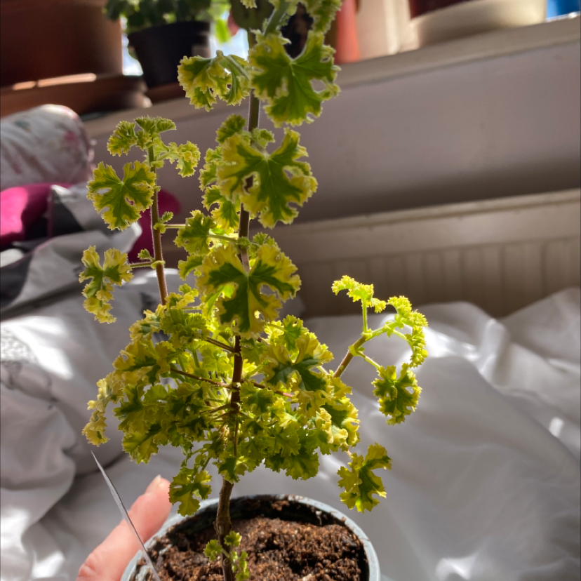 Sweet Scented Geranium plant photo by @elsabetts named Lemon scented Geranium on Greg, the plant care app.