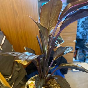 Ti Plant plant photo by @elsabetts named Cordyline mix on Greg, the plant care app.