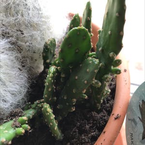 Drooping Prickly Pear plant photo by Elsabetts named Cacti on Greg, the plant care app.