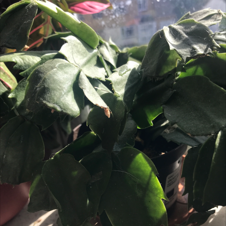 False Christmas Cactus plant photo by @elsabetts named Cool room christmas cacti on Greg, the plant care app.