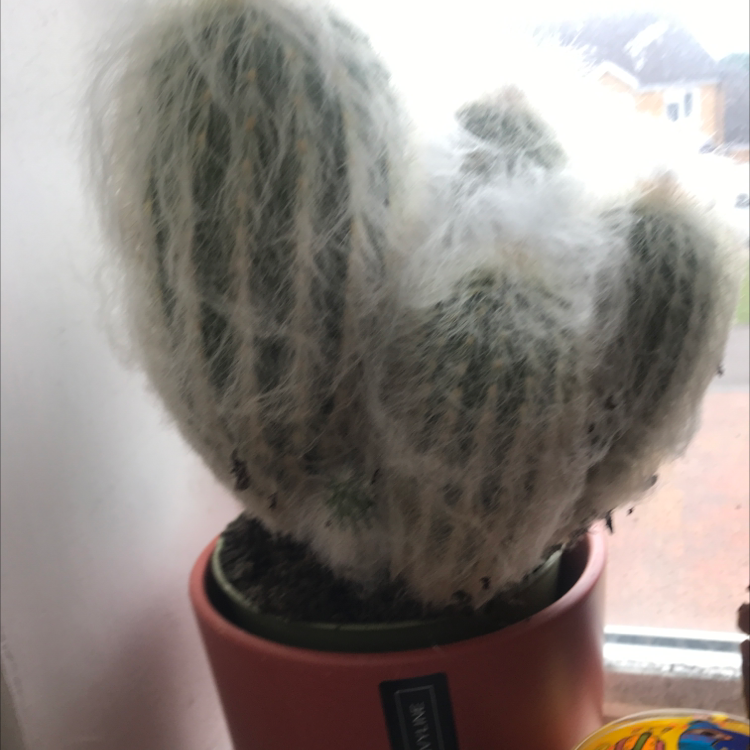 Photo of the plant species Peruvian Old Man Cactus by @elsabetts named Pseudoespostoa Melanostele on Greg, the plant care app