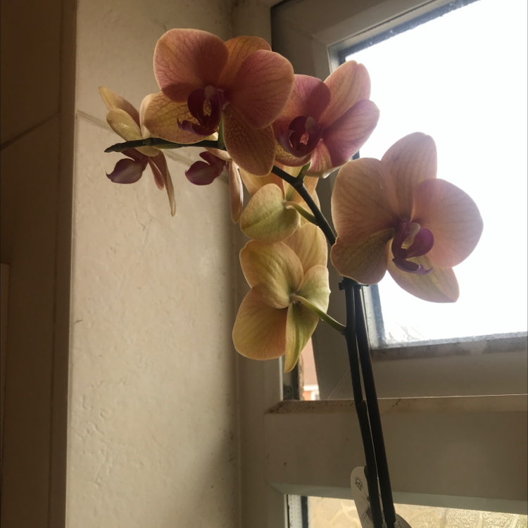 Phalaenopsis Orchid plant photo by @elsabetts named Phalaenopsis on Greg, the plant care app.