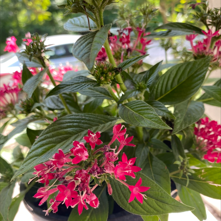 Healthy Egyptian Starcluster plant with vibrant pink flowers and lush green leaves.