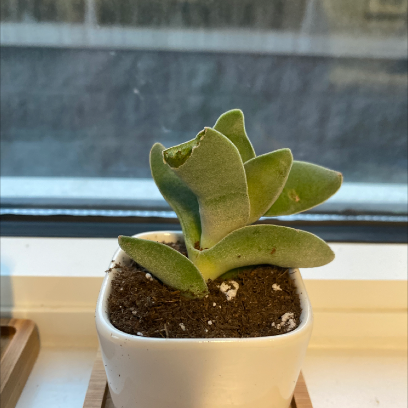 Propeller Plant in a white pot with thick green leaves and minor leaf damage.