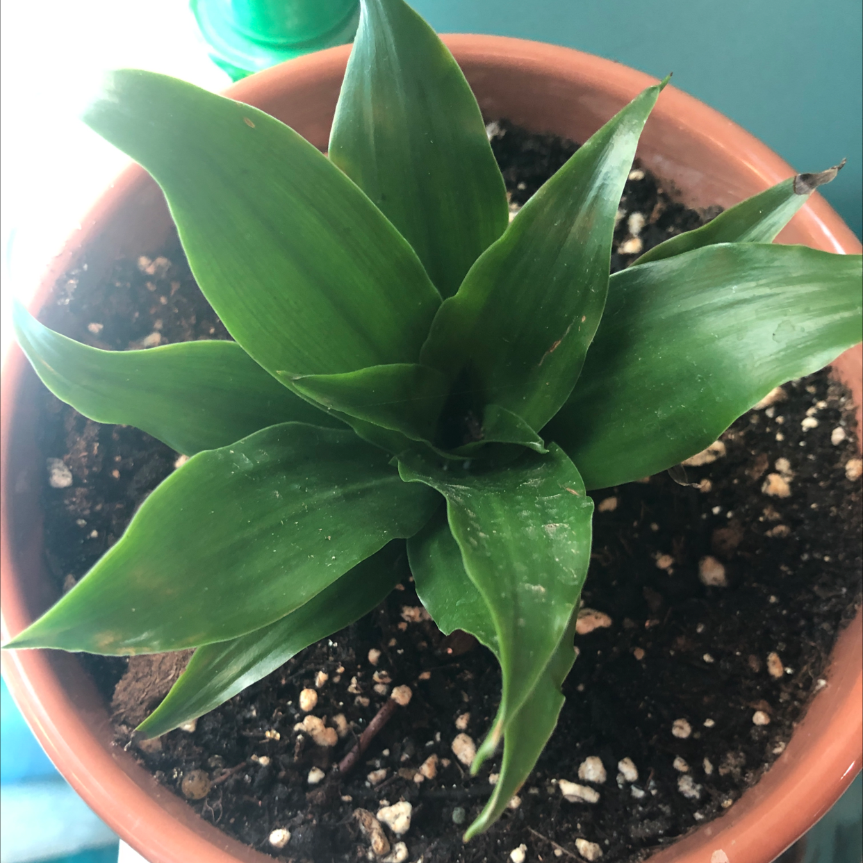 Basket Plant in a terracotta pot with healthy green leaves and visible soil.