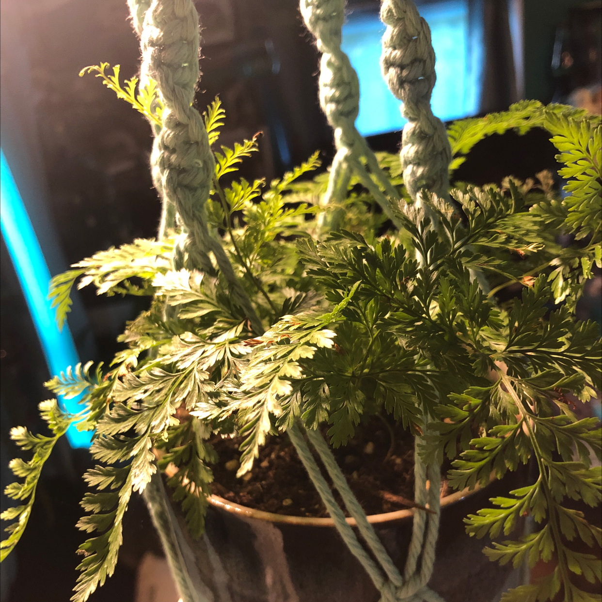 Hen and Chicken Fern in a hanging pot with macrame support, vibrant green fronds.