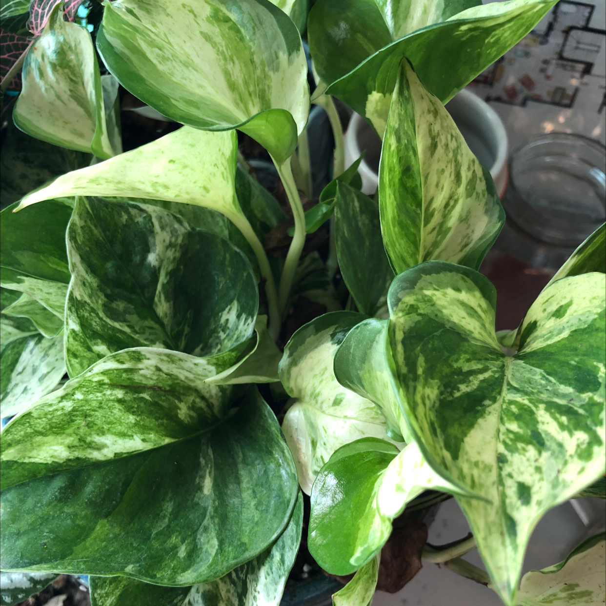 Taro Vine plant photo by @TwistedWolf named Mochi on Greg, the plant care app.