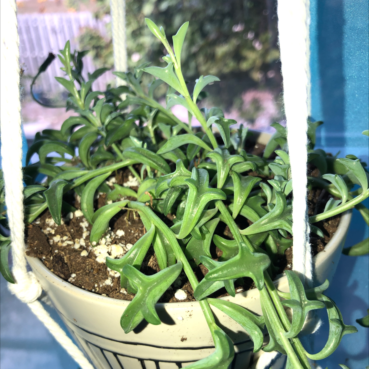 Photo of the plant species String of Dolphins by @TwistedWolf named Merina on Greg, the plant care app