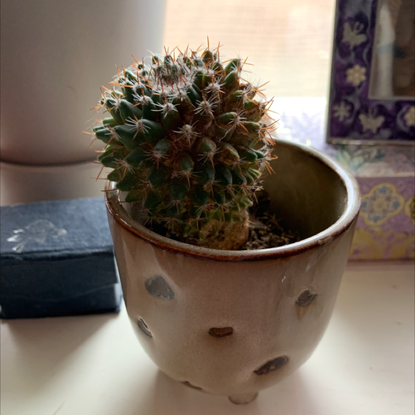 Little Nipple Cactus in a ceramic pot, appears healthy with no visible discoloration.