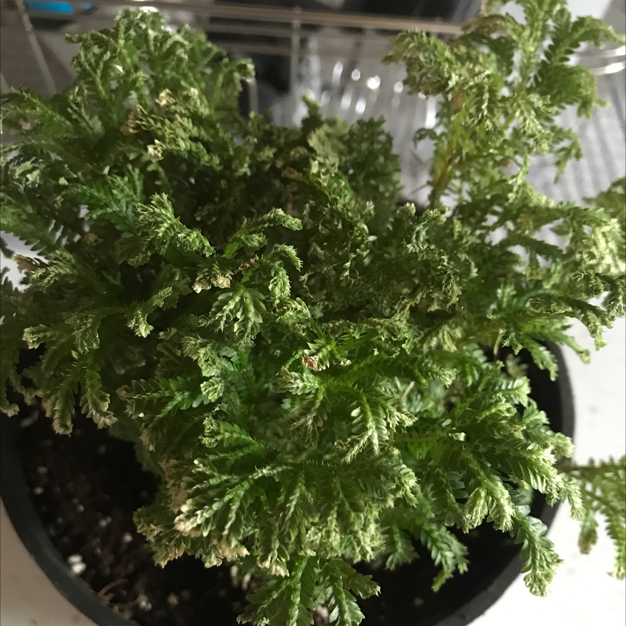 Lush, healthy Club Moss plant with dense, delicate green foliage in a close-up indoor shot.