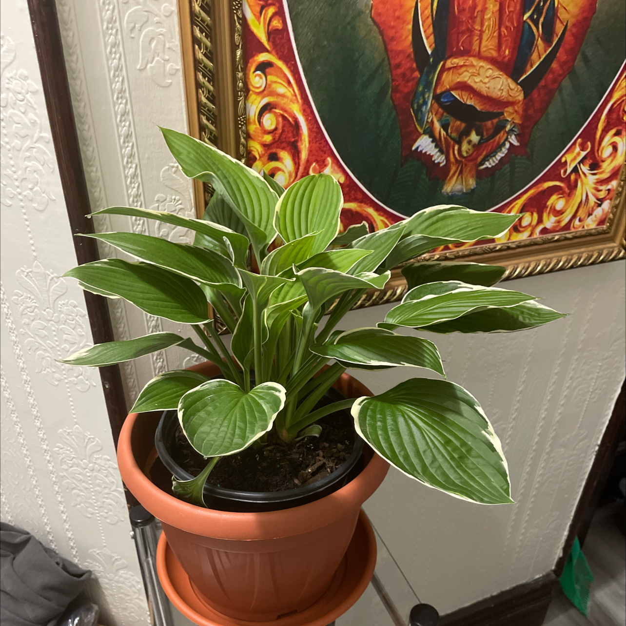 Photo of the plant species Francee Hosta by @DeanOregano named Elle on Greg, the plant care app