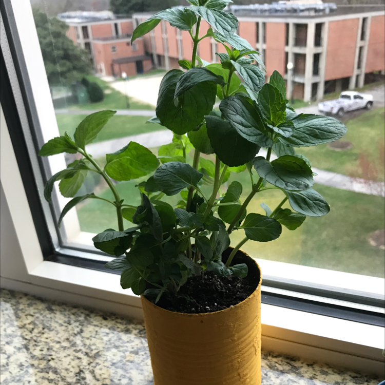 Healthy Apple Mint plant in a yellow pot on a windowsill with vibrant green leaves.