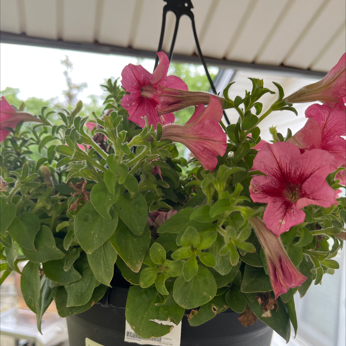 Photo of the plant species Tritunia Red Star Petunia by @VastCassava named Hanging basket on Greg, the plant care app