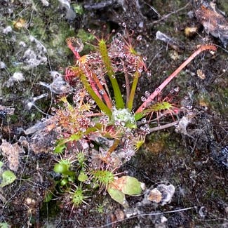 Oblong-Leaved Sundew plant in Somewhere on Earth