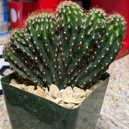Photo of the plant species Clamshell Cactus by Peterbee named Cloyster on Greg, the plant care app