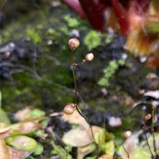 Terrestrial Bladderwort plant in Somewhere on Earth