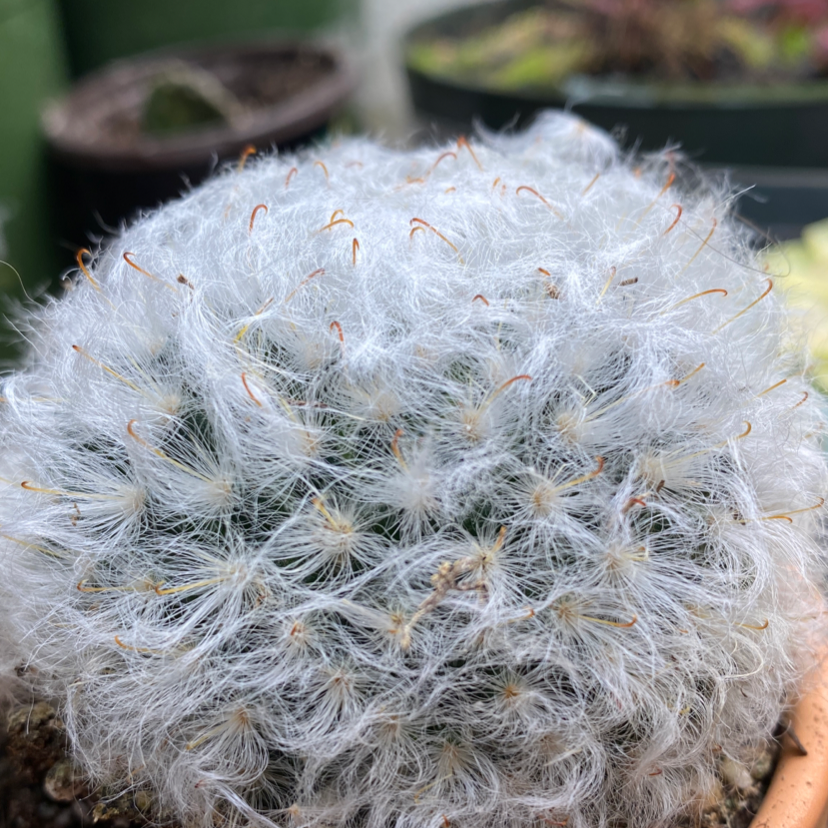Photo of the plant species Mammillaria schwarzii by @Peterbee named Smokey on Greg, the plant care app