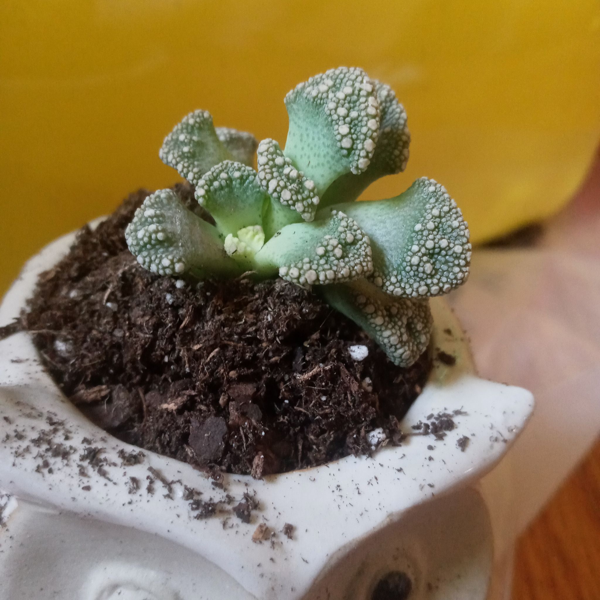 Concrete Leaf Living Stone plant in a pot with visible soil.
