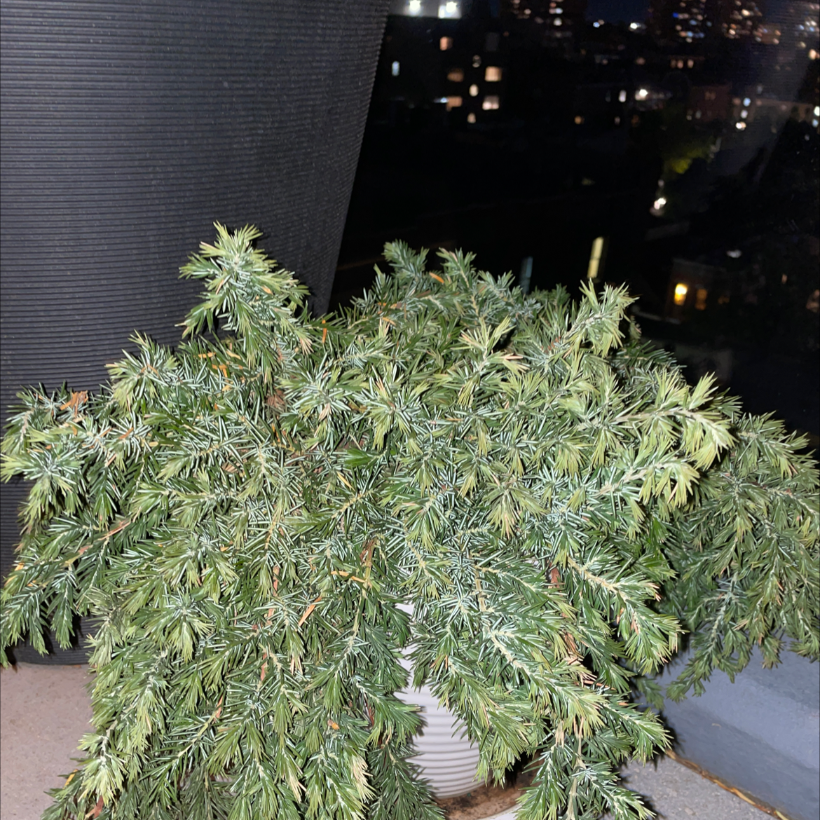 Potted American Common Juniper plant indoors with cityscape background.