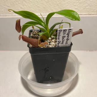 Nepenthes 'Bill Bailey' plant in Harrisburg, North Carolina