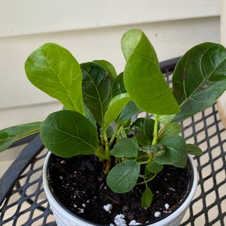 Fiddle Leaf Fig plant in Harrisburg, North Carolina
