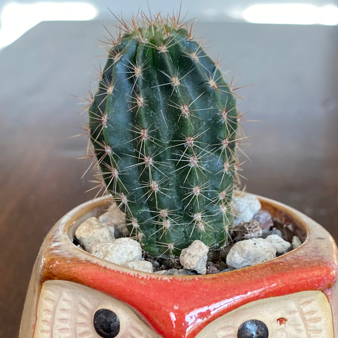 Kingcup Cactus in a decorative pot with small rocks covering the soil.