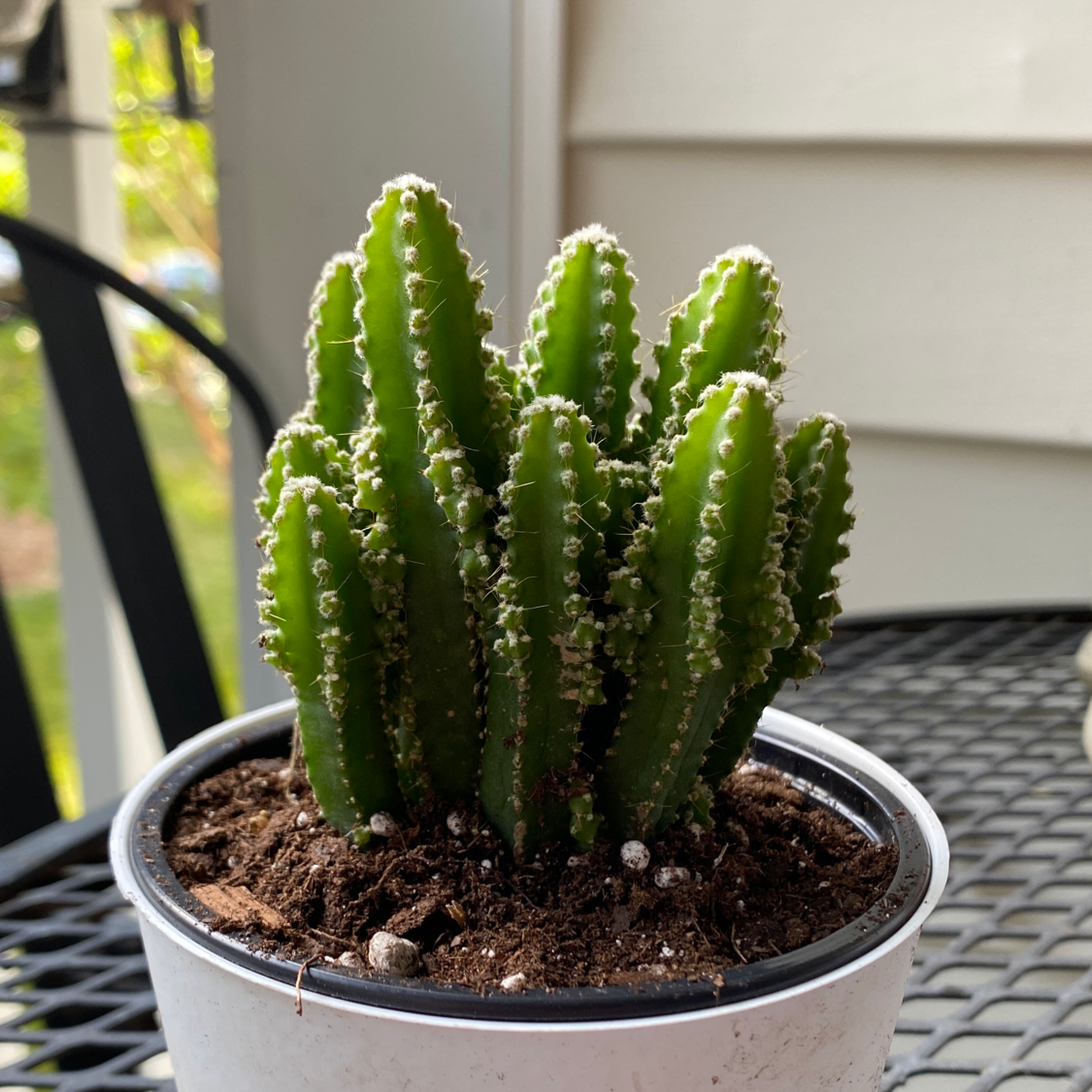 Fairy Castle Cactus in a pot with visible soil, well-framed and in focus.