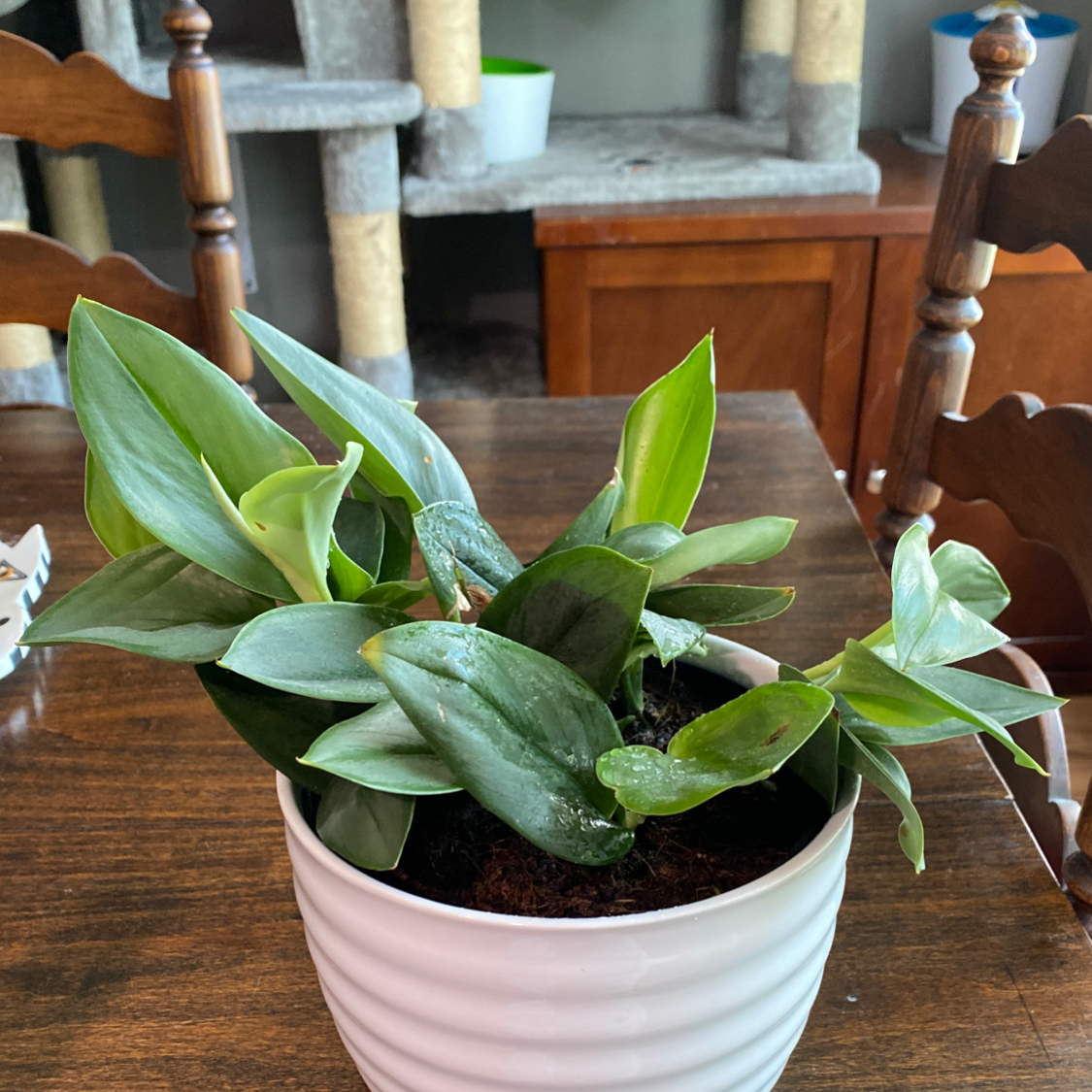 Scindapsus treubii 'Moonlight' plant in a white pot on a wooden table.