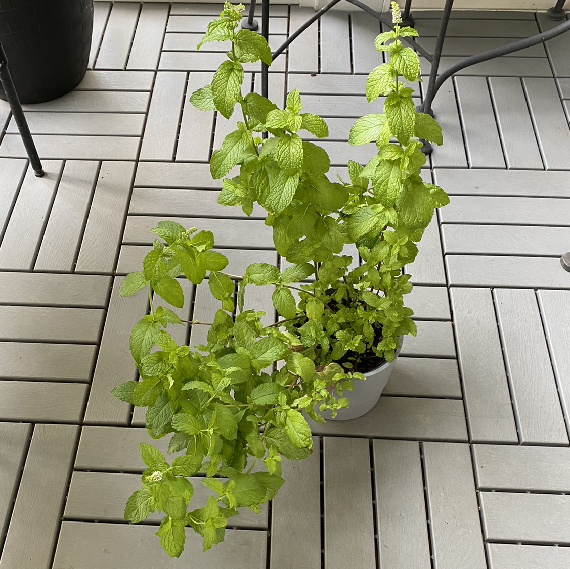 A healthy Mojito Mint plant in a pot on a tiled floor.