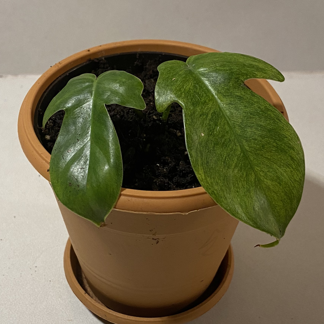 Philodendron 'Florida Ghost' plant in a pot with healthy green leaves and visible soil.