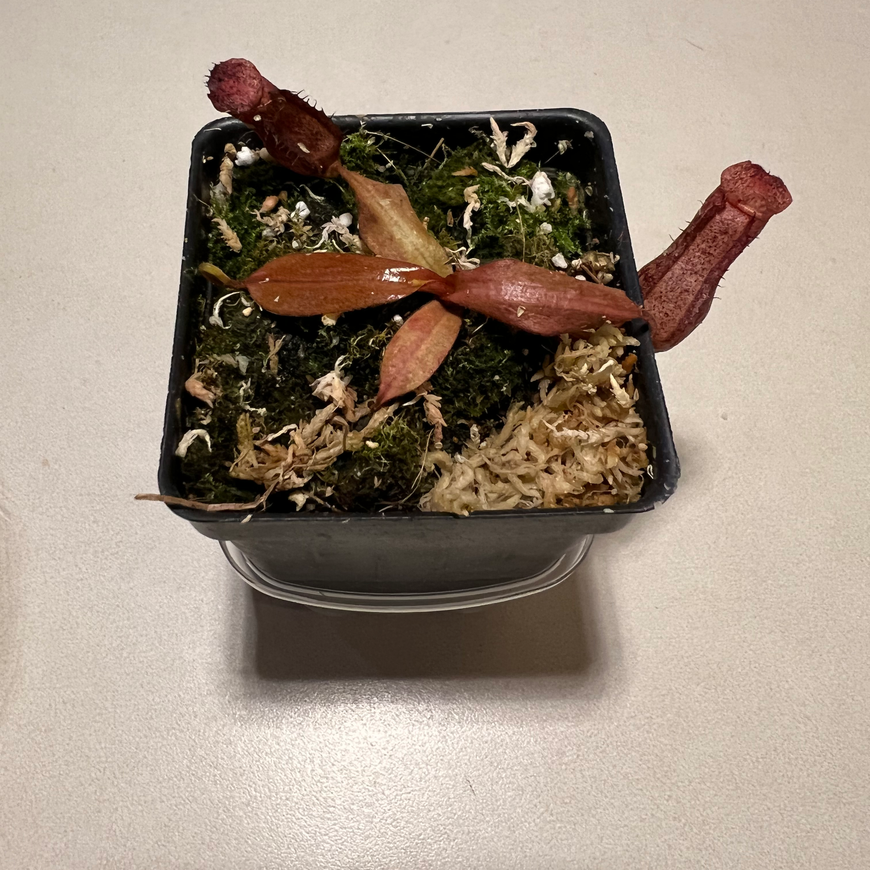 Nepenthes ventricosa Pitcher Plant in a small pot with some browning leaves and visible pitchers.