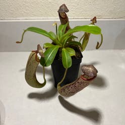 Nepenthes ventricosa Pitcher Plant plant