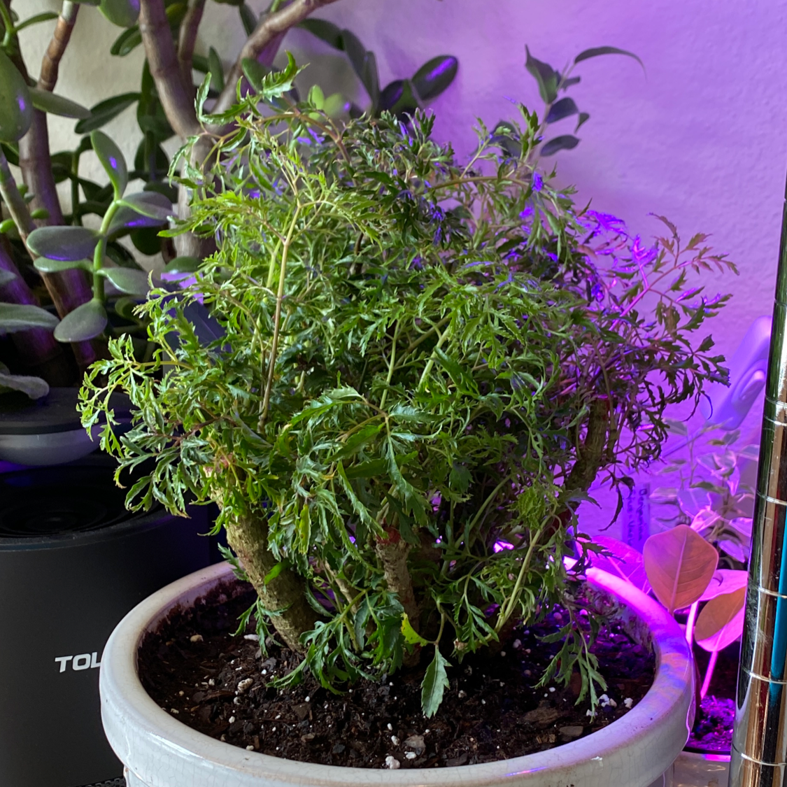 Potted Ming Aralia plant with lush green foliage, visible soil, and no signs of distress.