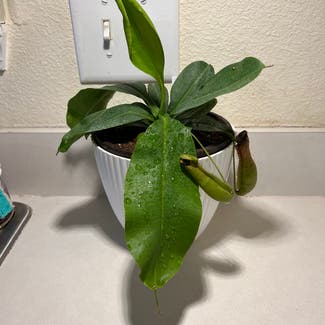 Nepenthes 'Miranda' plant in Harrisburg, North Carolina