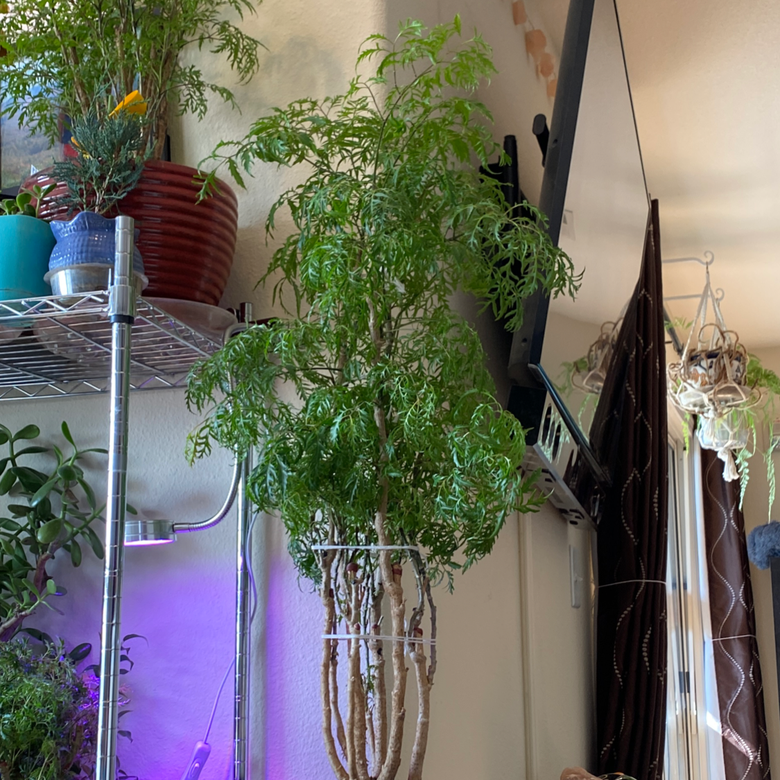 Ming Aralia plant in an indoor setting with lush green foliage.