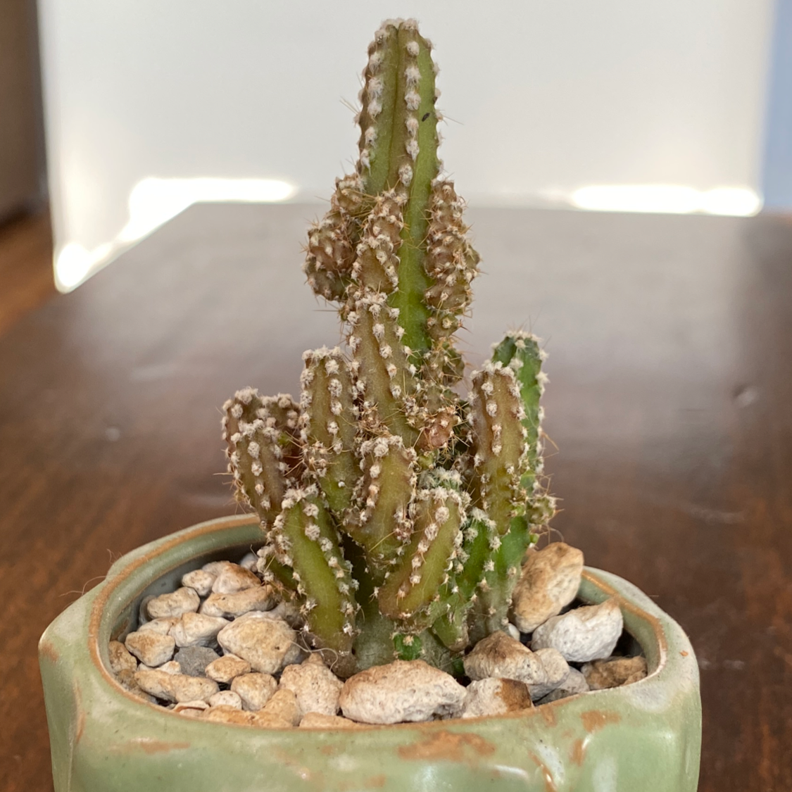 Fairy Castle Cactus in a small pot with pebbles, showing some browning.